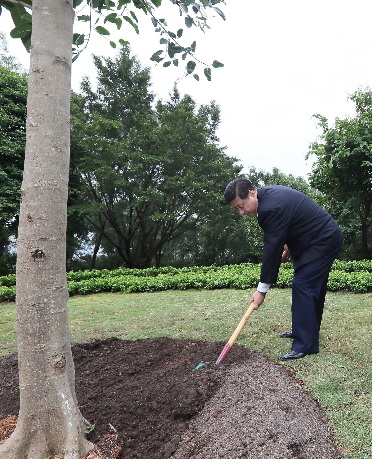 2012年12月8日，習(xí)近平在深圳蓮花山公園種下一棵高山榕樹。