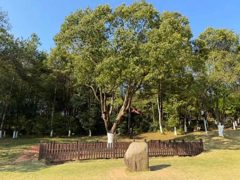 習(xí)近平同志為福建省長汀縣水土保持科教園捐種的香樟樹。圖源：學(xué)習(xí)時報