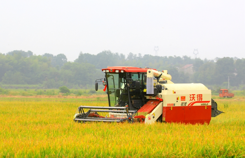 早稻收割忙，農(nóng)機(jī)來助力。常德市鼎城區(qū)融媒體中心供圖